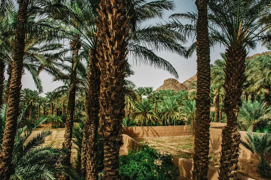 Marrakech/Ouarzazate: 2-Day Desert with Camel, 4x4 & Meals - Key Highlights Worth Your Focus