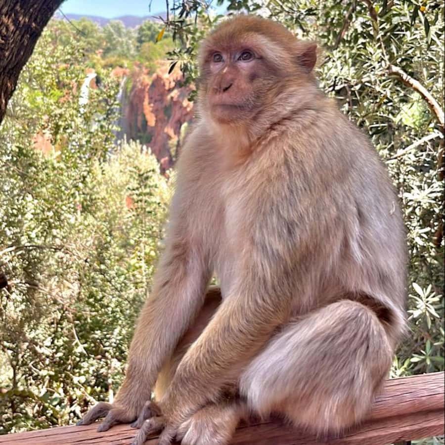 Marrakech: ourika valley lunch & guided hike to waterfalls - Price and value: what $12 is really buying you