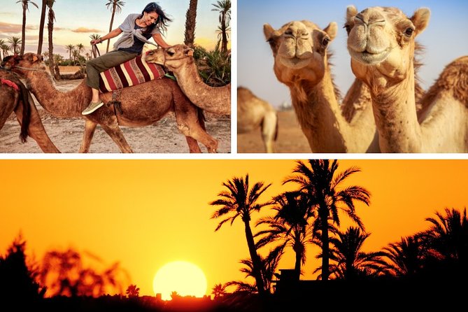 Marrakech Palmeraie: Camel Ride at Sunset - Key Highlights You’ll Actually Care About