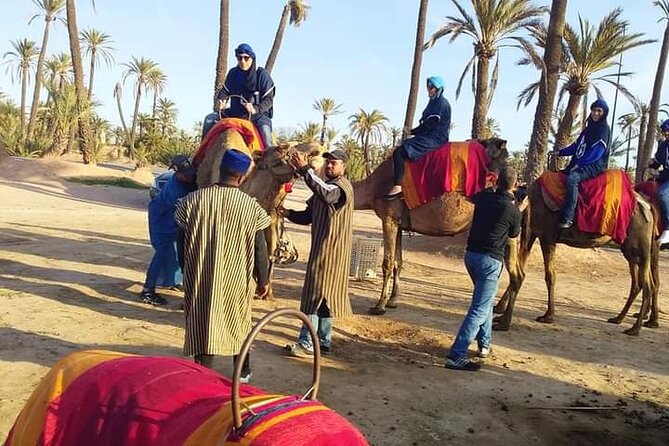 Marrakech Palmeraie: Camel Ride at Sunset - The Real Ride: 1 Hour on Camelback Through Palms and Toward Desert Views