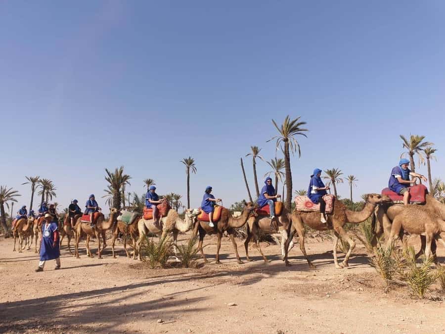 Marrakech Palmeraie: Camel Ride at Sunset - Should You Book This Marrakech Palmeraie Sunset Camel Ride?