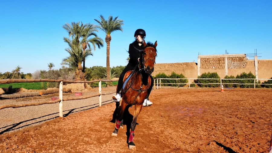 Marrakech: Private Horseback Tour in the Palm Grove with Tea - Quick take: what’s special here