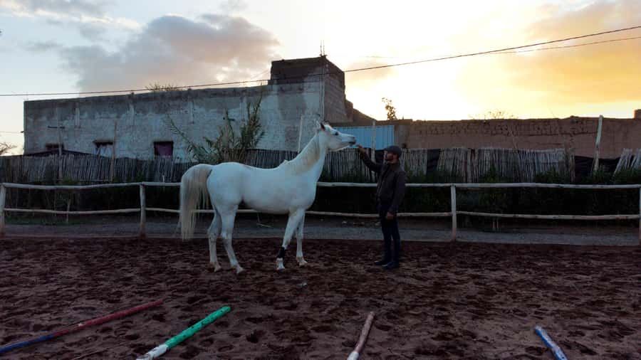 Marrakech: Private Horseback Tour in the Palm Grove with Tea - Horses and equipment: you should expect well-cared-for mounts