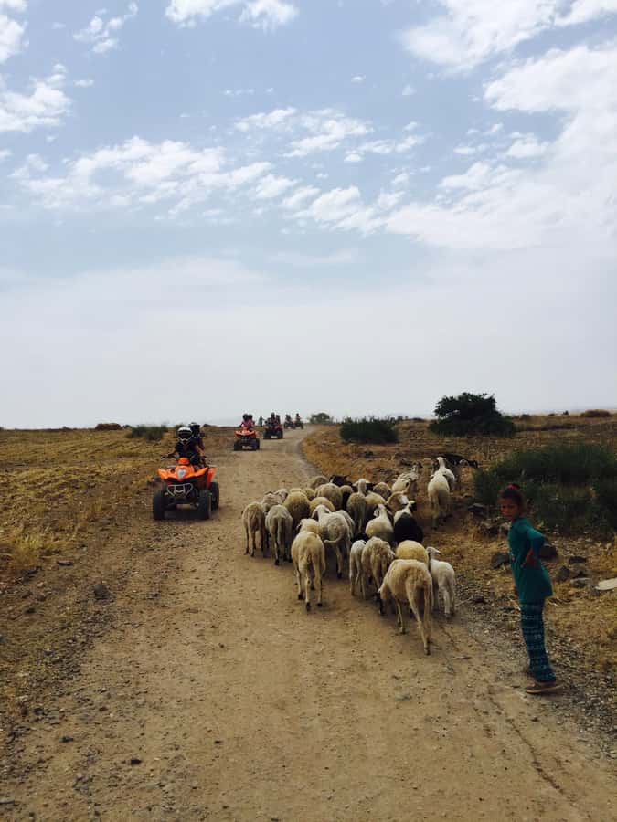 Marrakech: Quad Tour in Jbilets Desert with Palm Grove - Who Should Book This Marrakech Quad Tour (and Who Might Skip It)