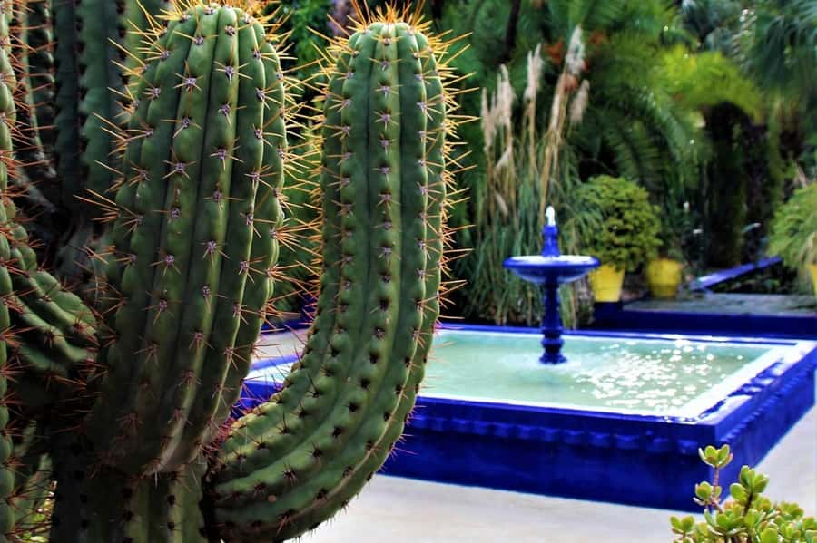 Marrakesh: Majorelle Garden Entry Tickets - Rules That Affect Your Comfort (and Your Photos)