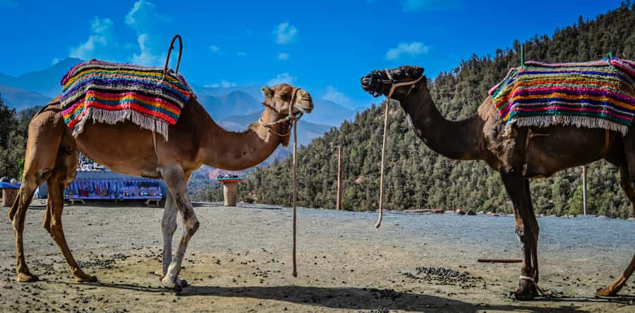 Marrakesh: Ourika Waterfalls, Atlas Mountains, Guide + Lunch - Ourika River Lunch and Tea: The Part That Makes the Day Stick