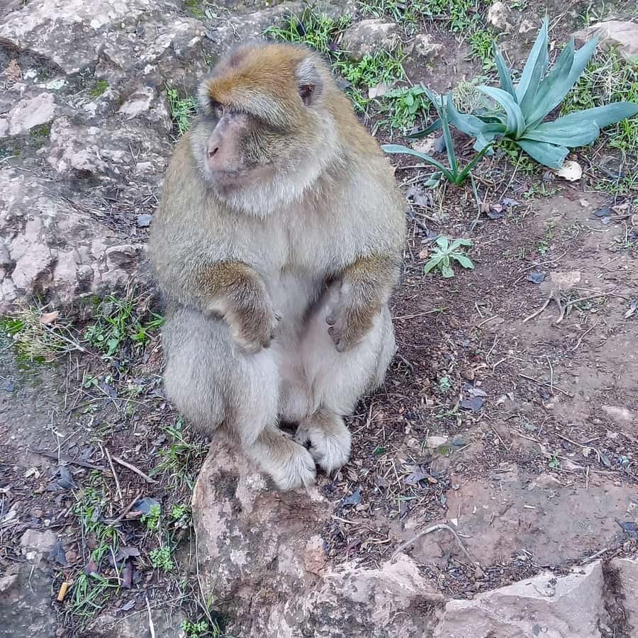 Marrakesh: Ouzoud Waterfalls Trip with Hike & Boat Option - The monkey-feeding zone: a fun moment with real-world etiquette