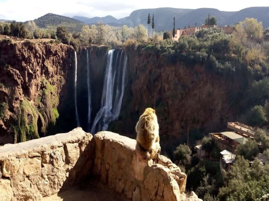 Marrakesh: Ouzoud Waterfalls Trip with Hike & Boat Option - Lunch with a waterfall view: what’s included and how to time it