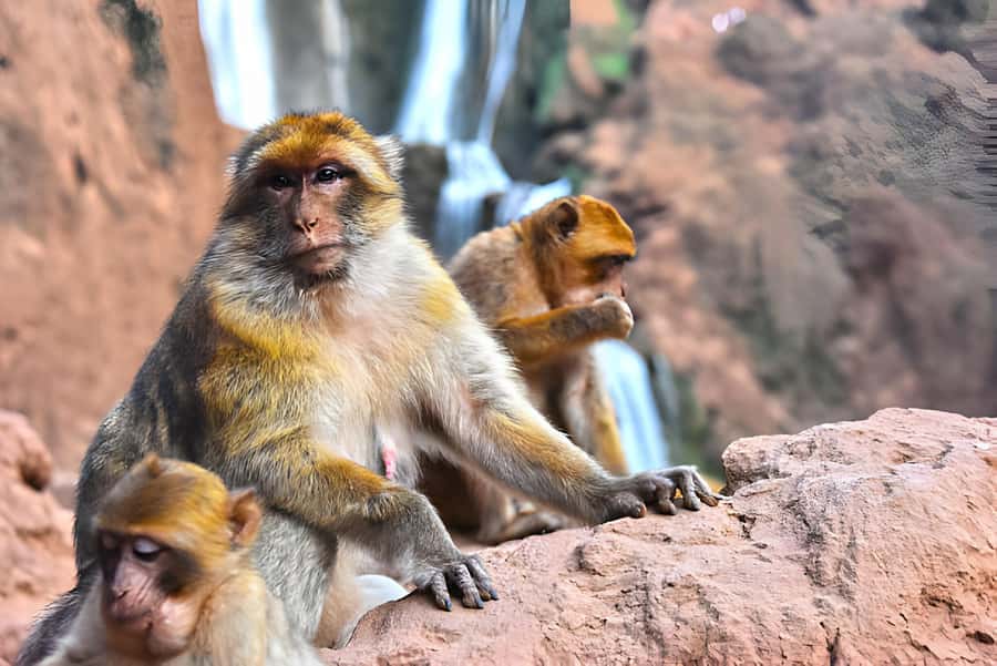 Marrakesh: Ouzoud Waterfalls Trip with Hike & Boat Option - Ouzoud Waterfalls: paths, rainbows, and why you’ll want comfortable shoes