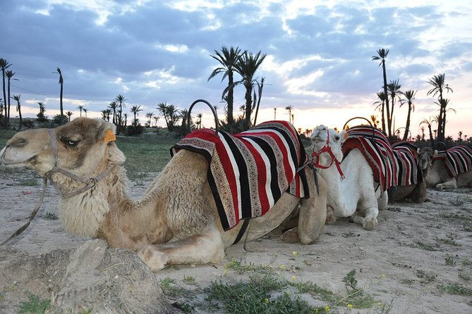 Sunset Camel Ride in the Palm Grove of Marrakech - Touareg Dress and Cheich: Sun Protection and Instant Style
