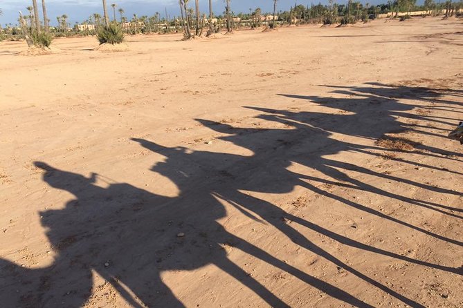 Sunset Camel Ride in the Palm Grove Of Marrakech - From Hotel Pickup to Camel Saddle: What the First Hour Feels Like