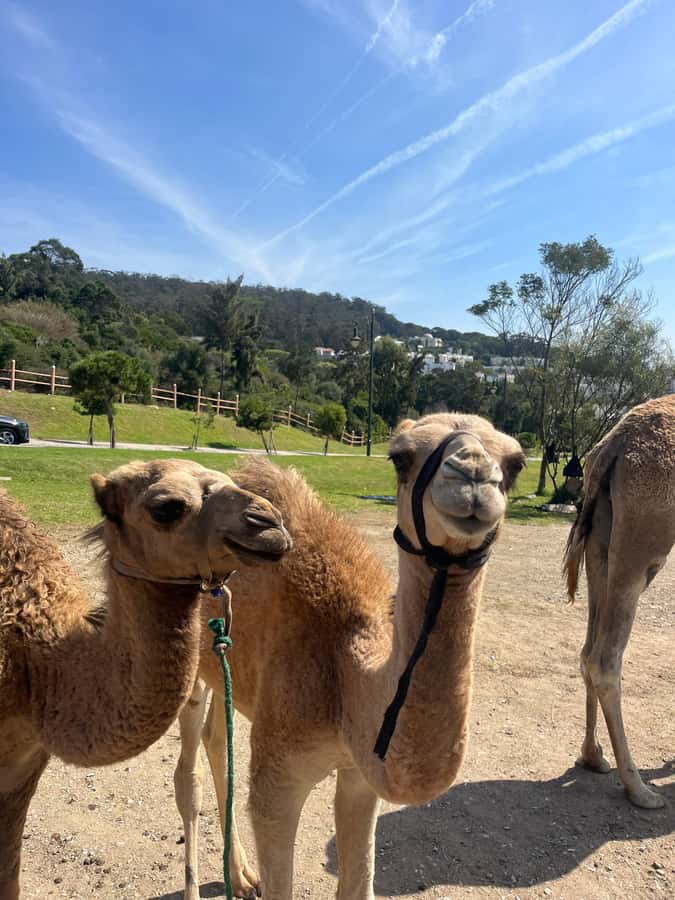 Tangier: Sunset, Tea, Sweets, Camel Ride, and Hercules Caves - Languages, guide style, and what that means for your comfort